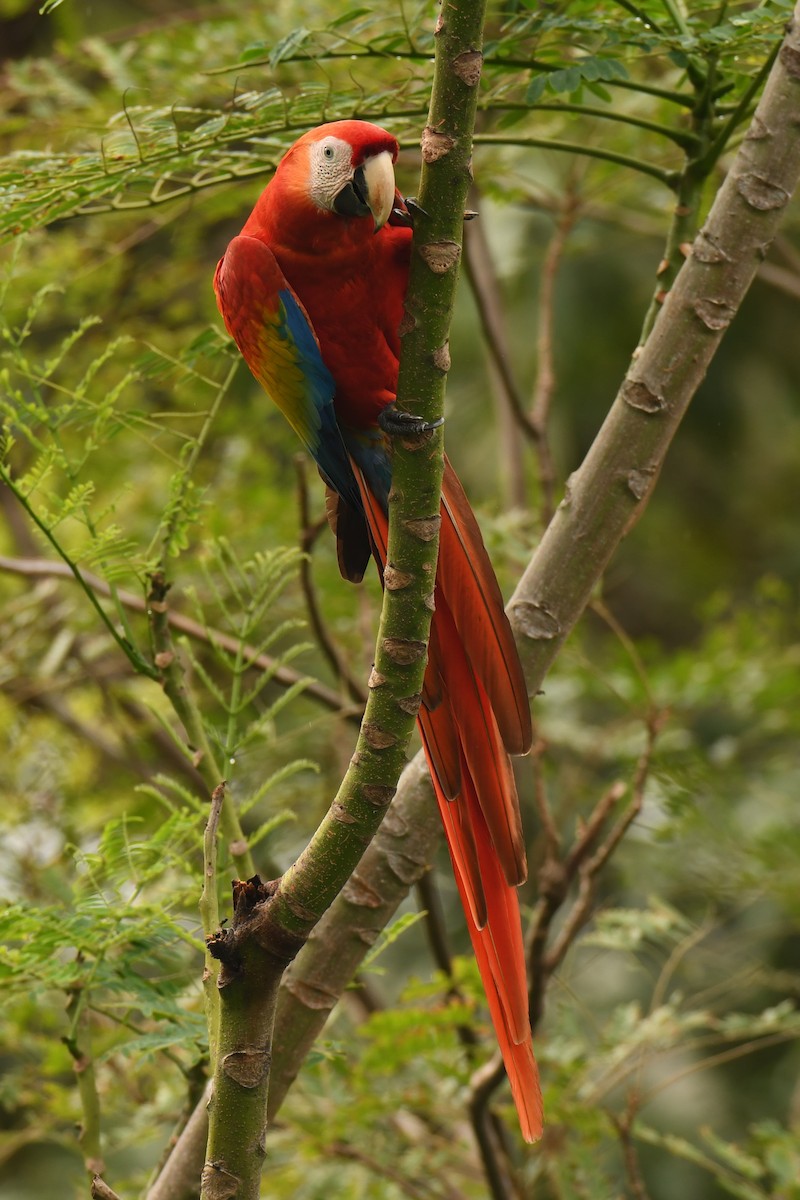Scarlet Macaw - ML78190441