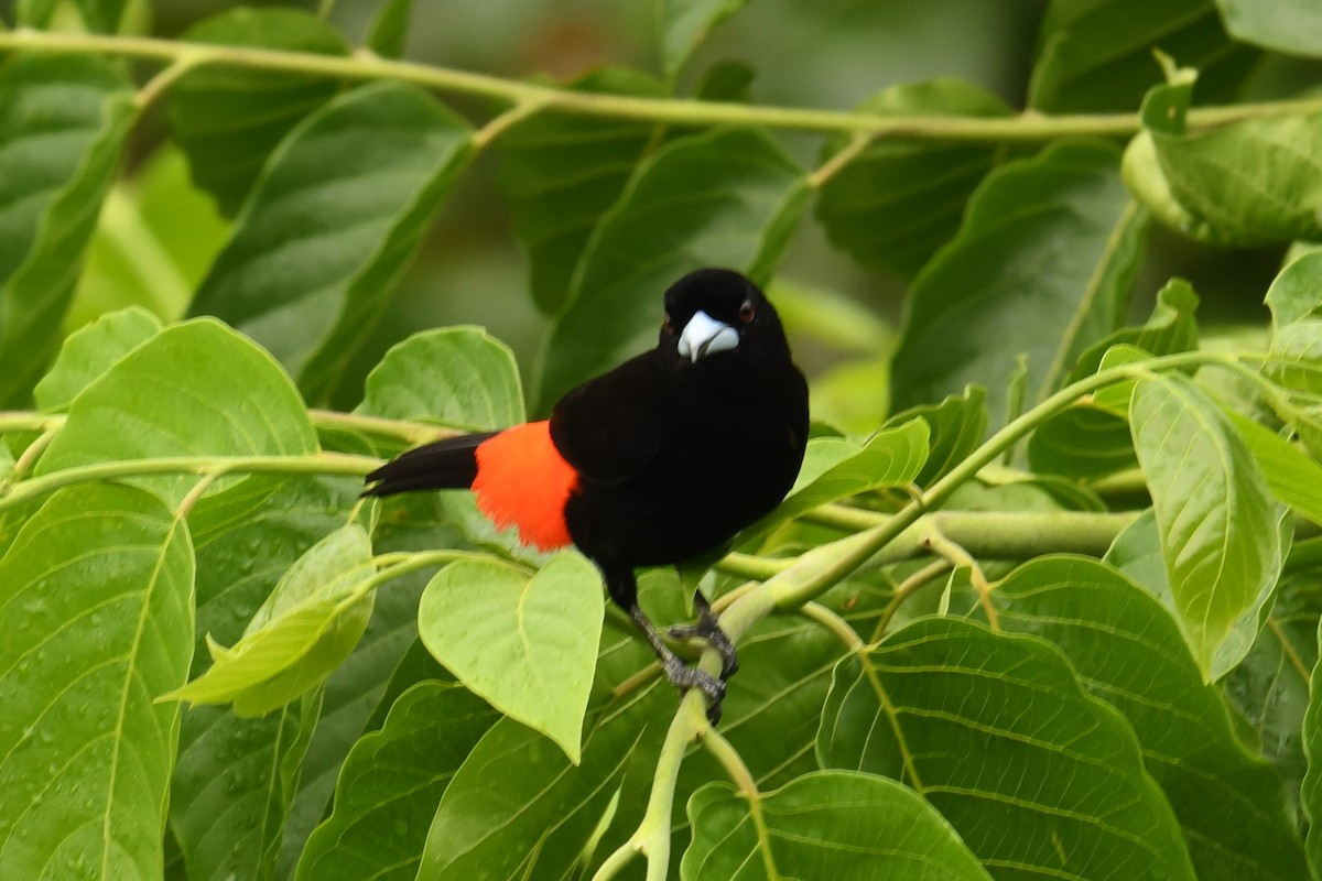 Scarlet-rumped Tanager (Cherrie's) - ML78190471