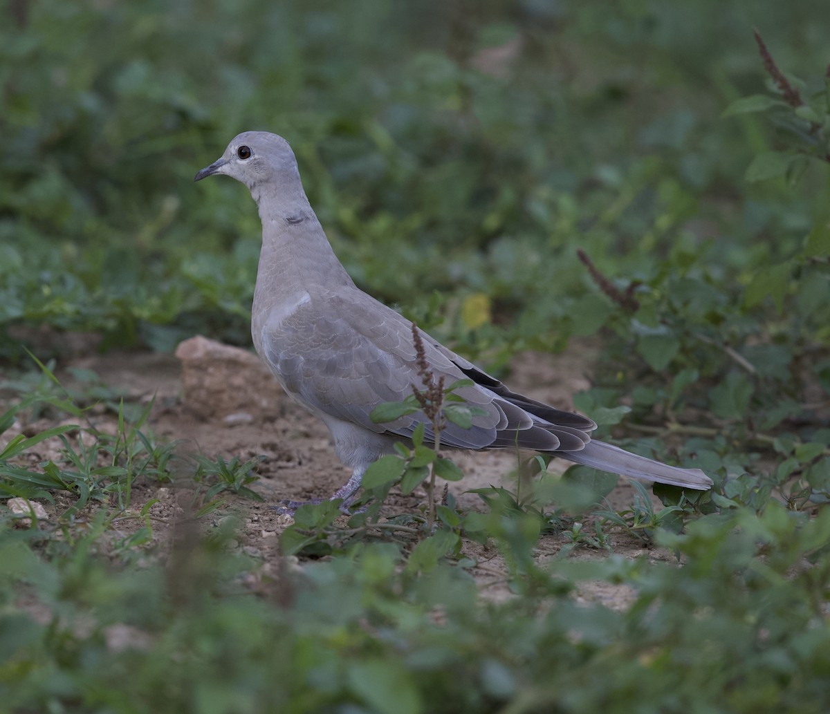 Eurasian Collared-Dove - ML78190901