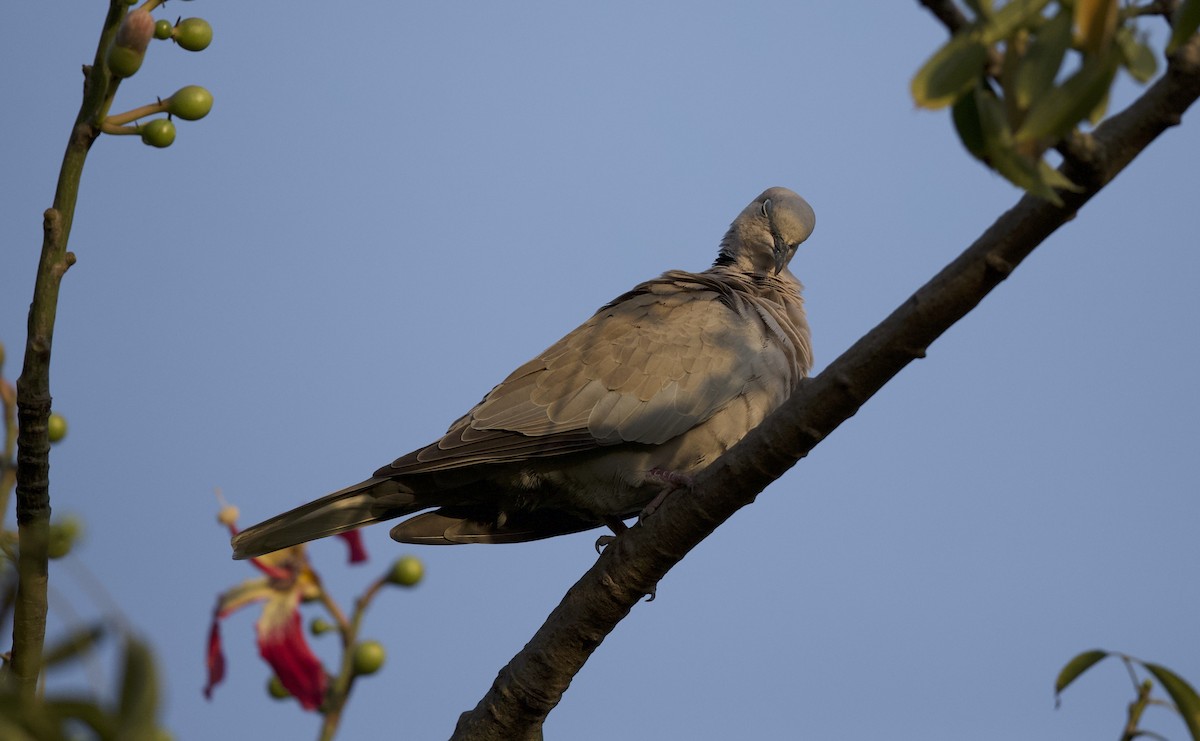 Laughing Dove - ML78191131