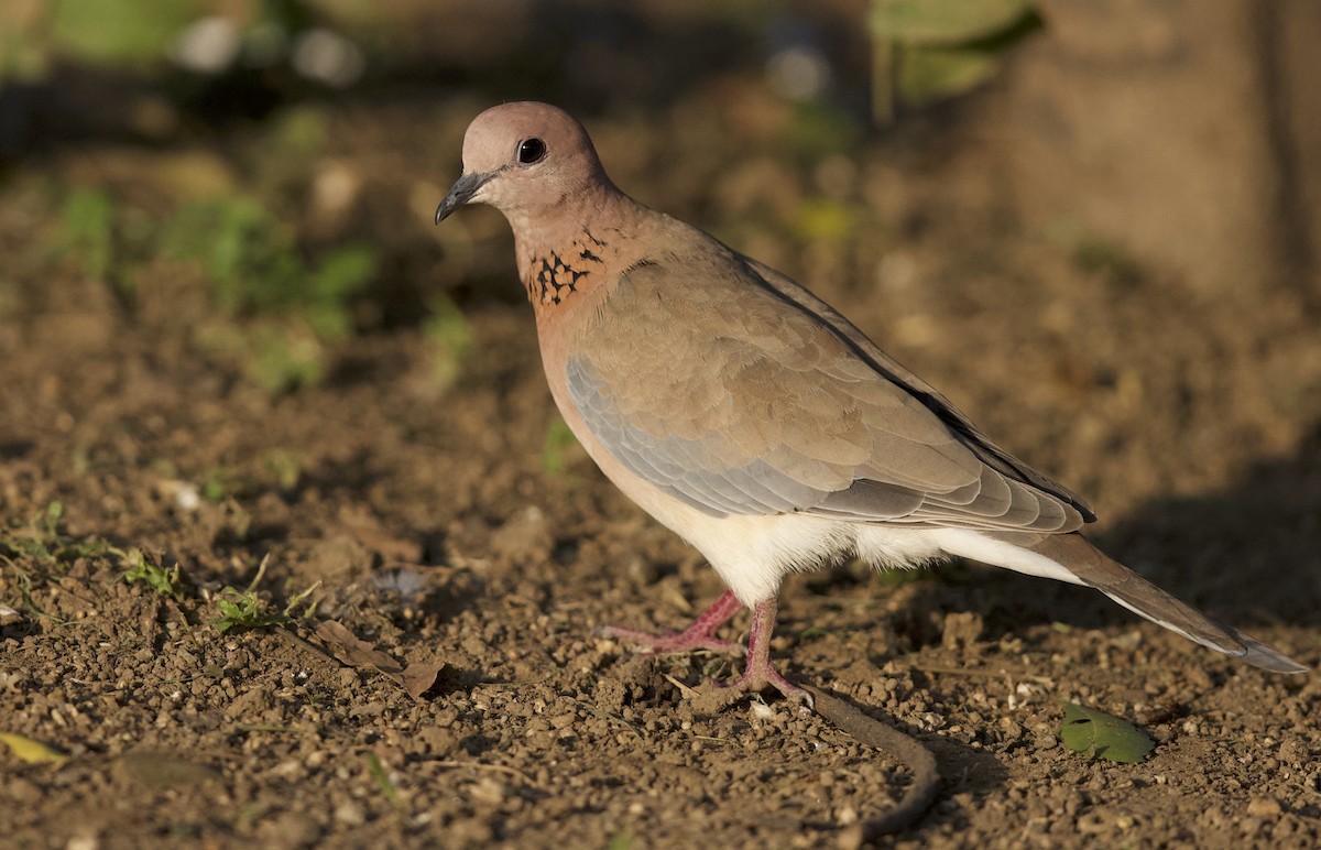 Laughing Dove - ML78191141