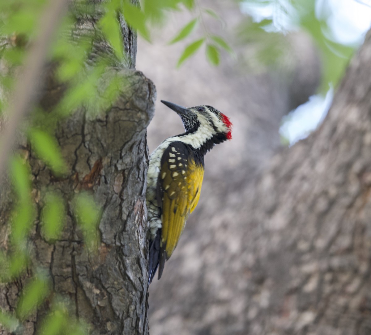 woodpecker sp. - ML78191581
