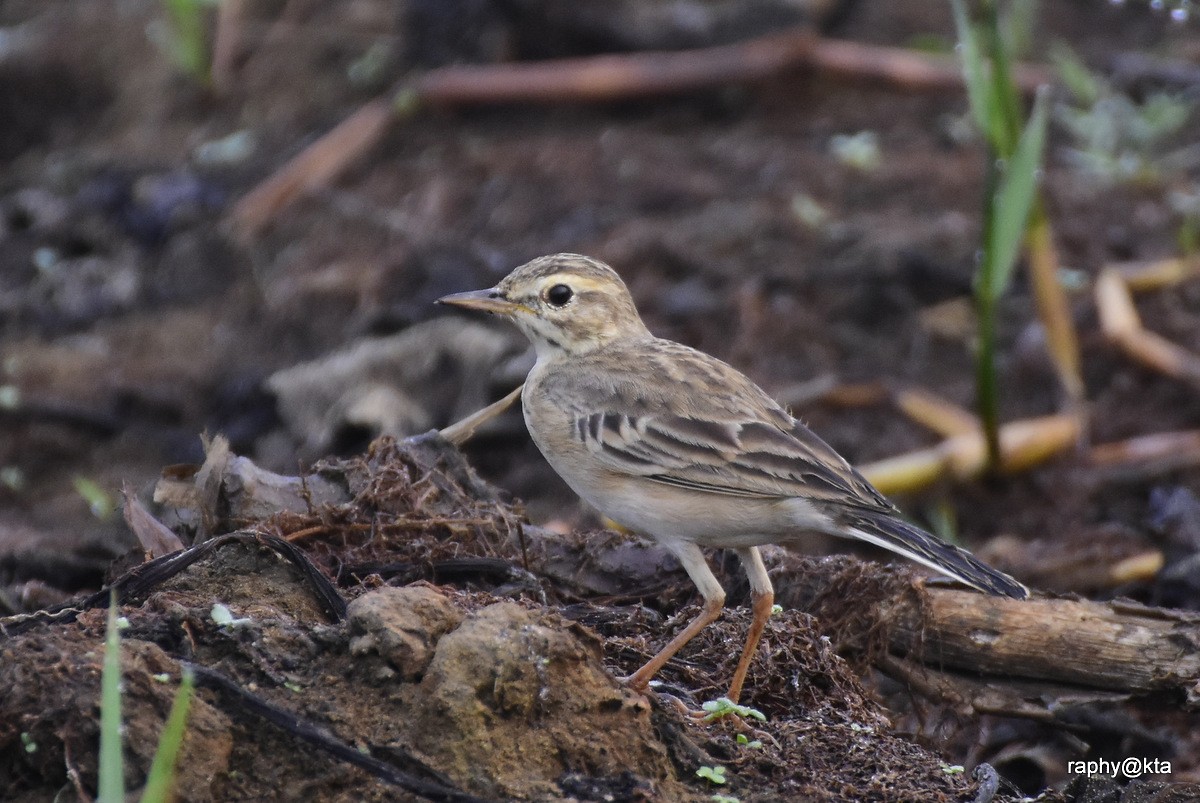 Paddyfield Pipit - Anonymous