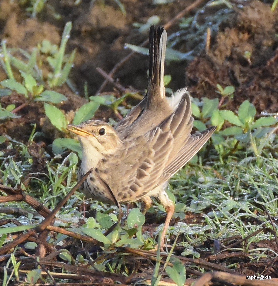Paddyfield Pipit - Anonymous