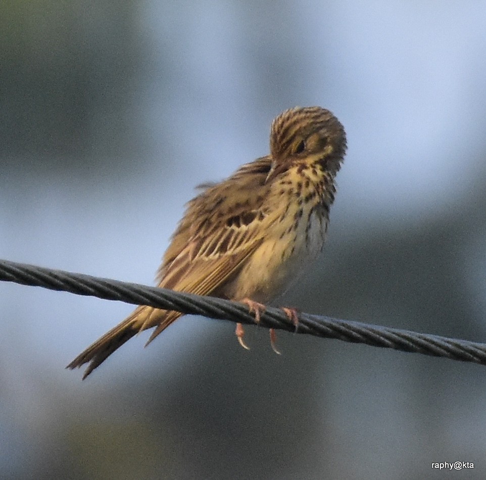 Tree Pipit - Anonymous