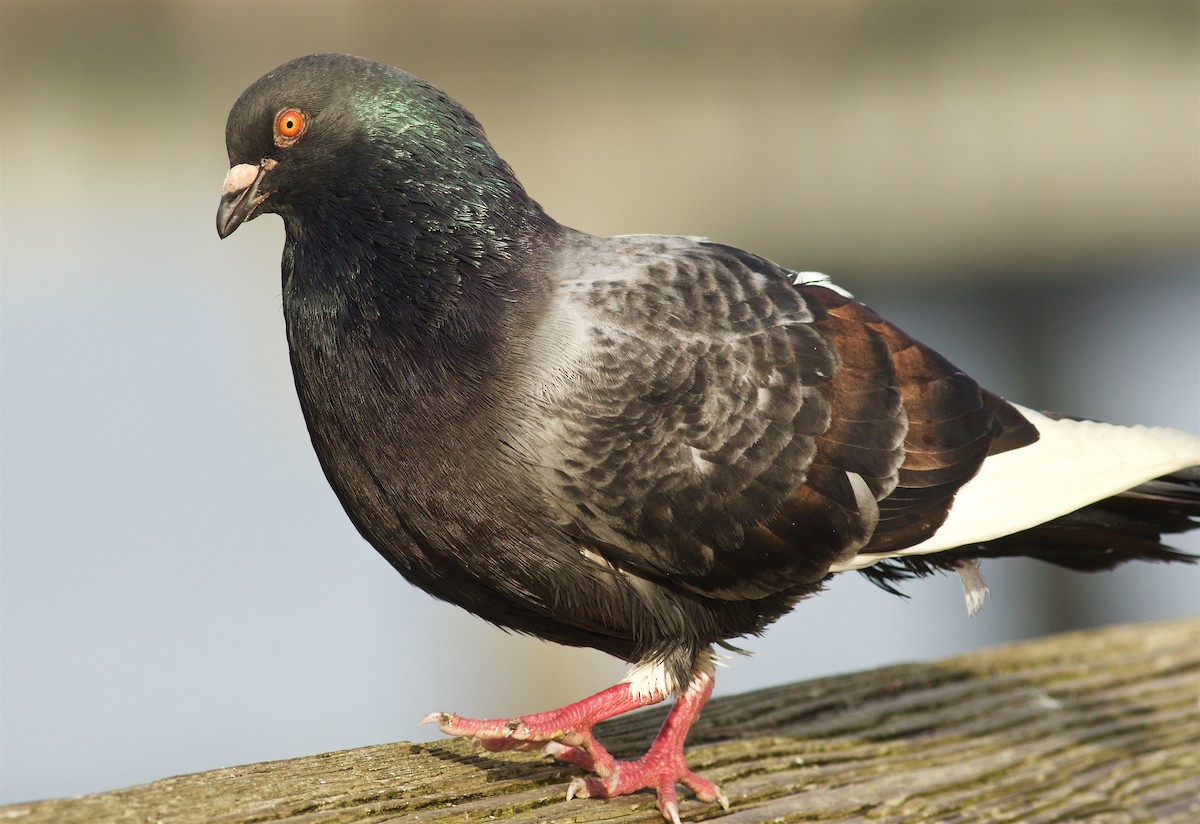 Rock Pigeon (Feral Pigeon) - ML78193751