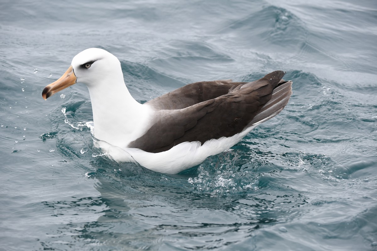 Black-browed Albatross (Campbell) - Leslie Feasey