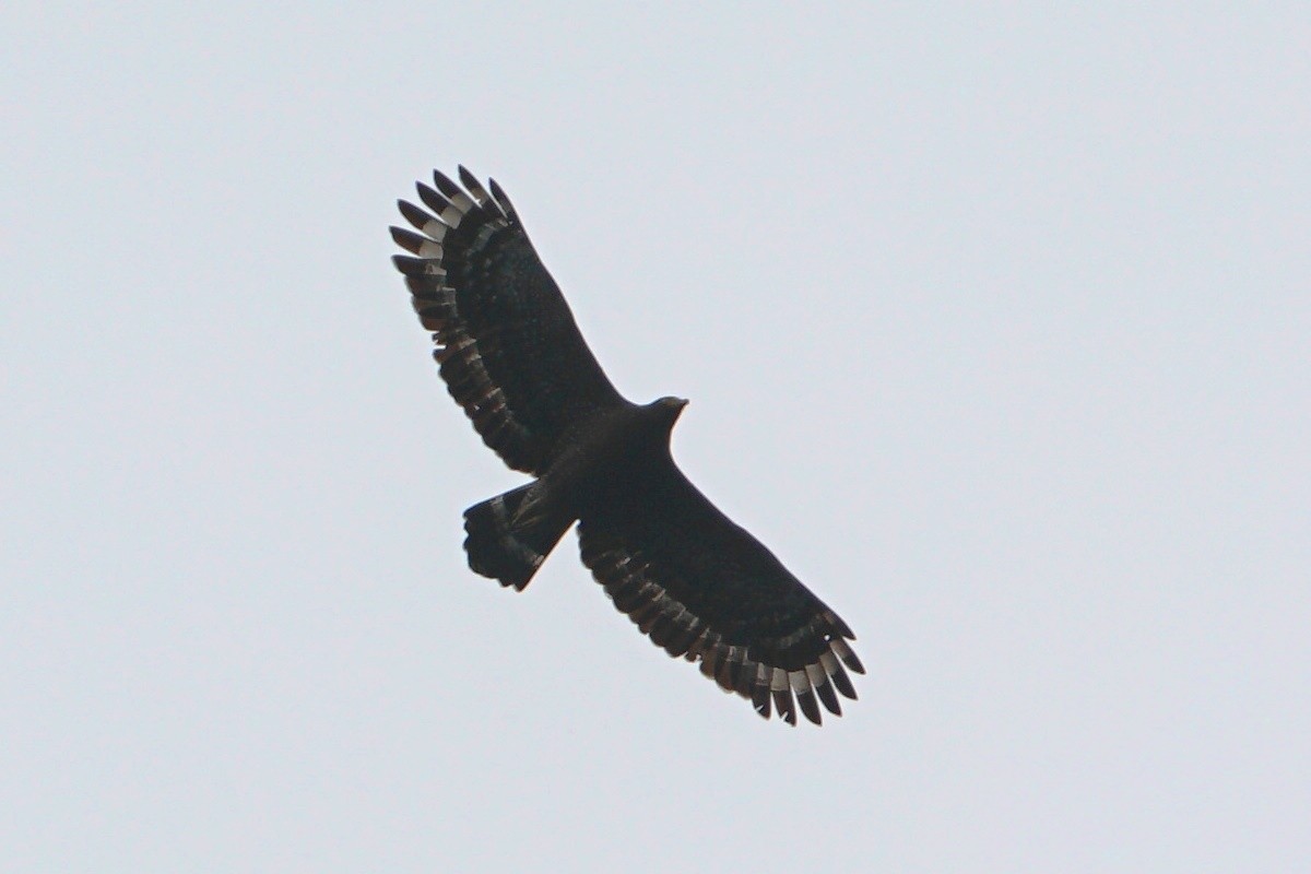 Crested Serpent-Eagle - ML78195171