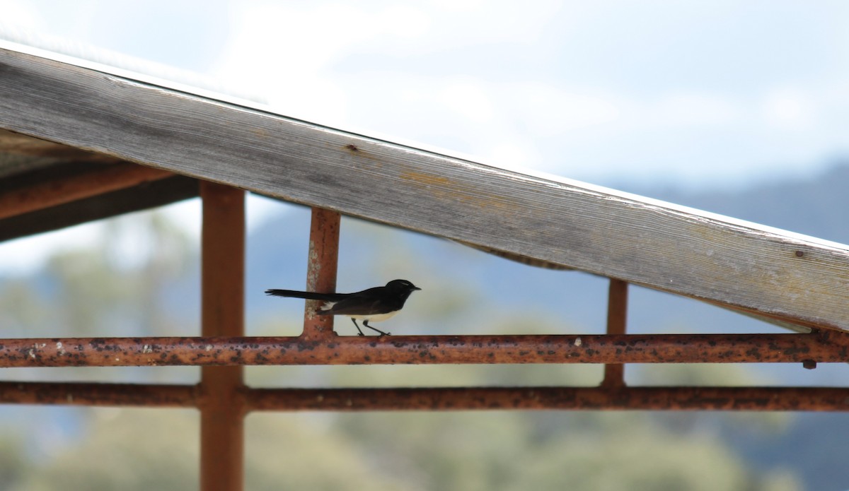 Willie-wagtail - Greg and Georgie Shaw