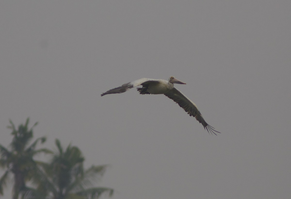 Spot-billed Pelican - jaya samkutty