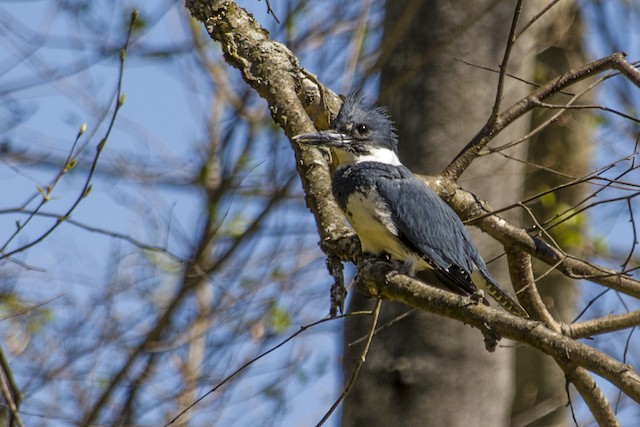 Belted Kingfisher ML78199211