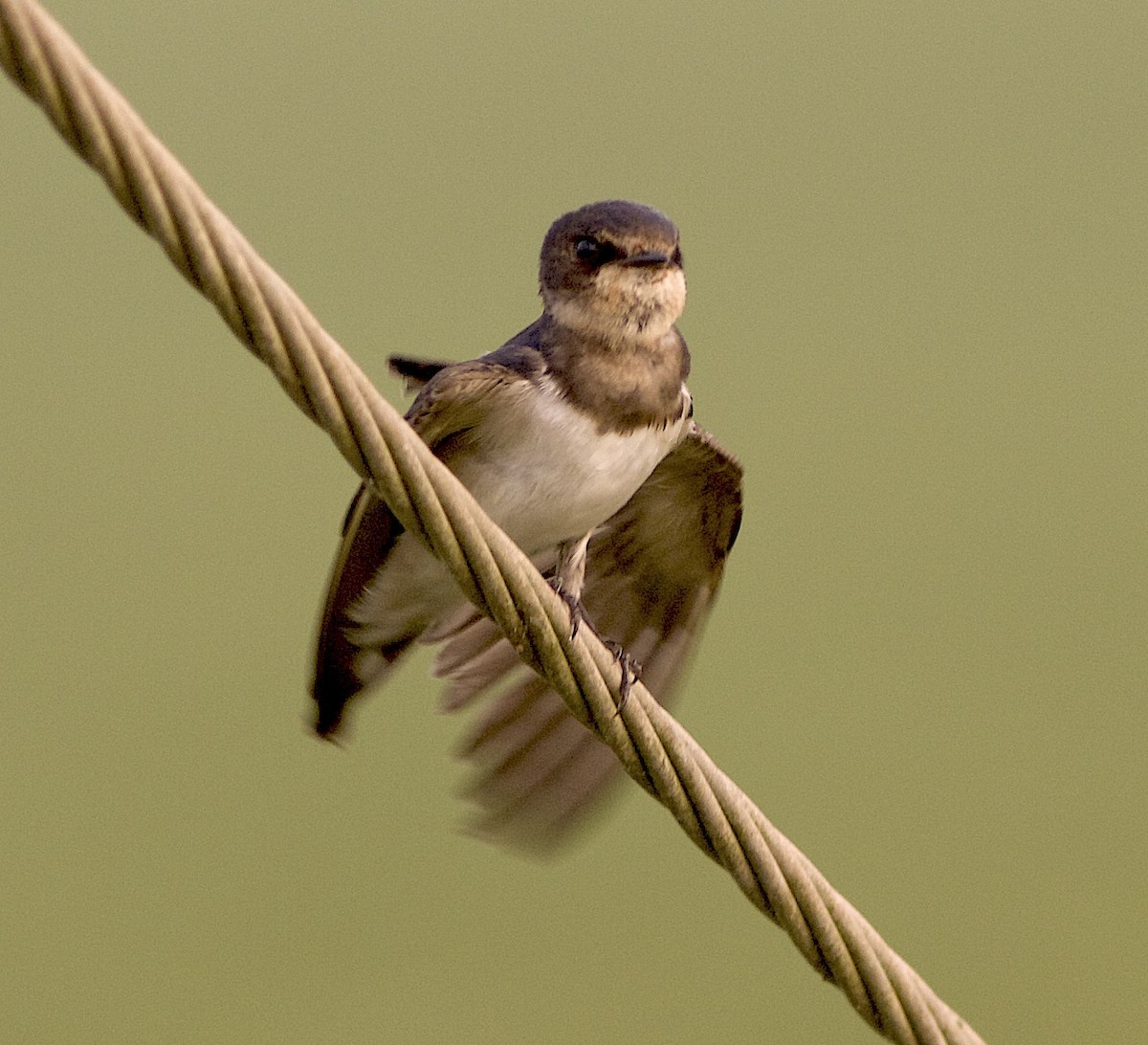 Barn Swallow - jaya samkutty