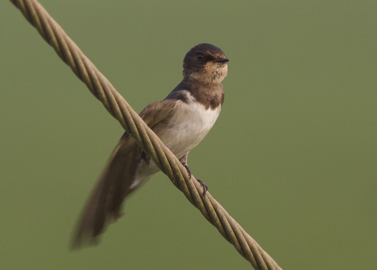 Barn Swallow - jaya samkutty