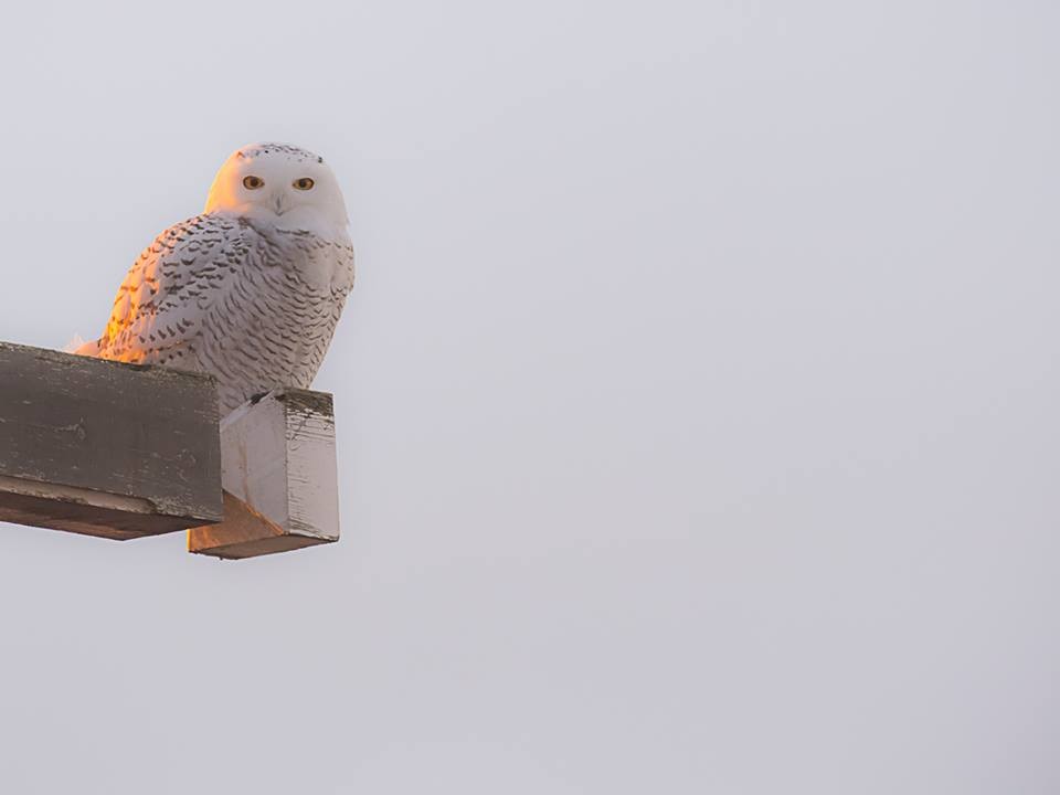 Snowy Owl - Jean-Marie Boche