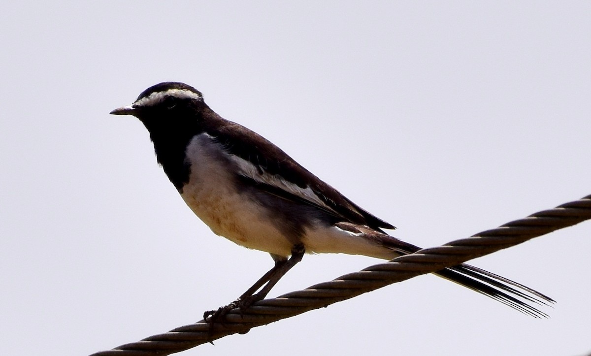 White-browed Wagtail - ML78202491