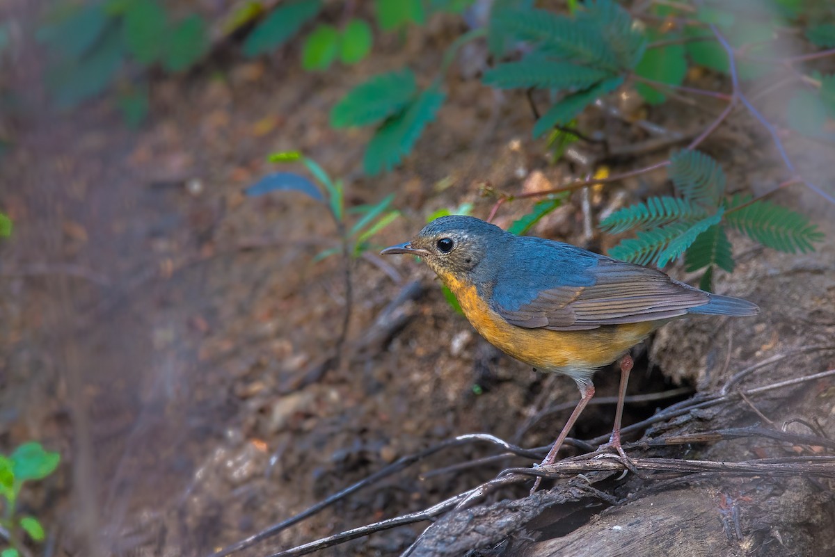 Indian Blue Robin - Sivaguru Noopuran PRS