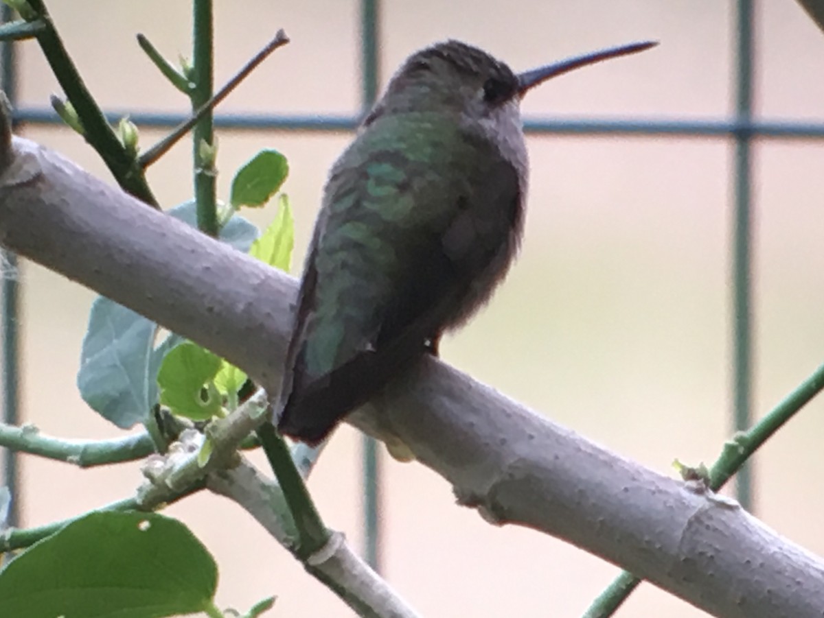 Black-chinned Hummingbird - Christian Walker