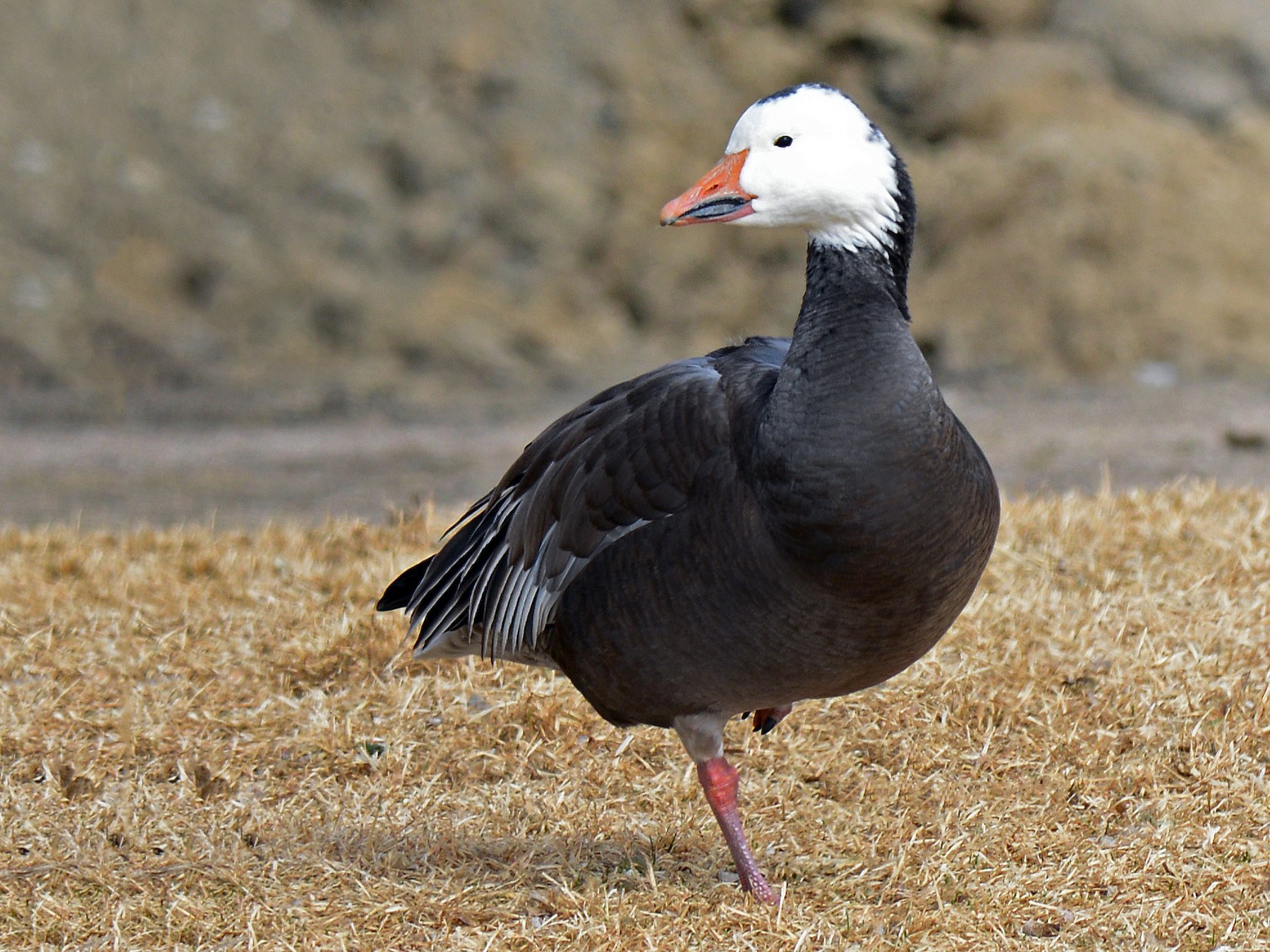 Snow Goose - Charles Hundertmark