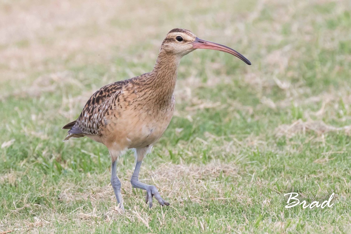 Bristle-thighed Curlew - ML78206941