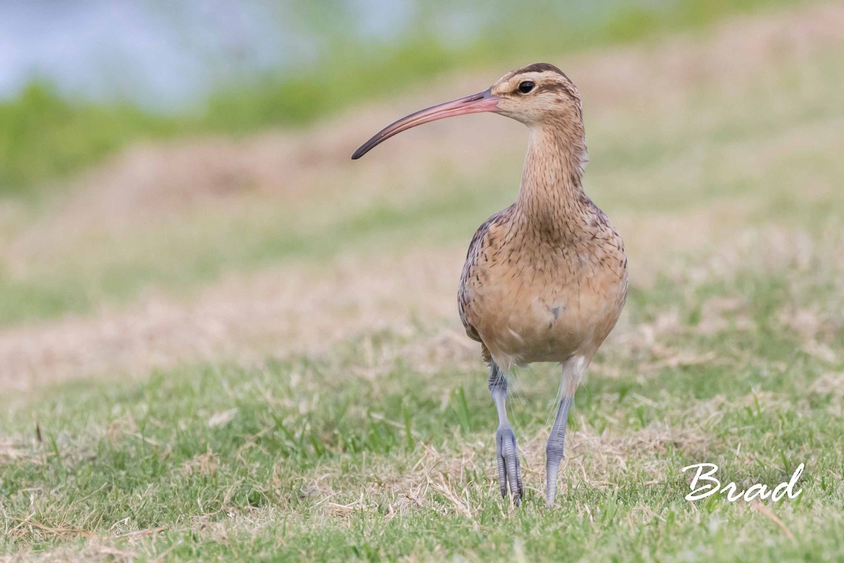 Bristle-thighed Curlew - ML78206951