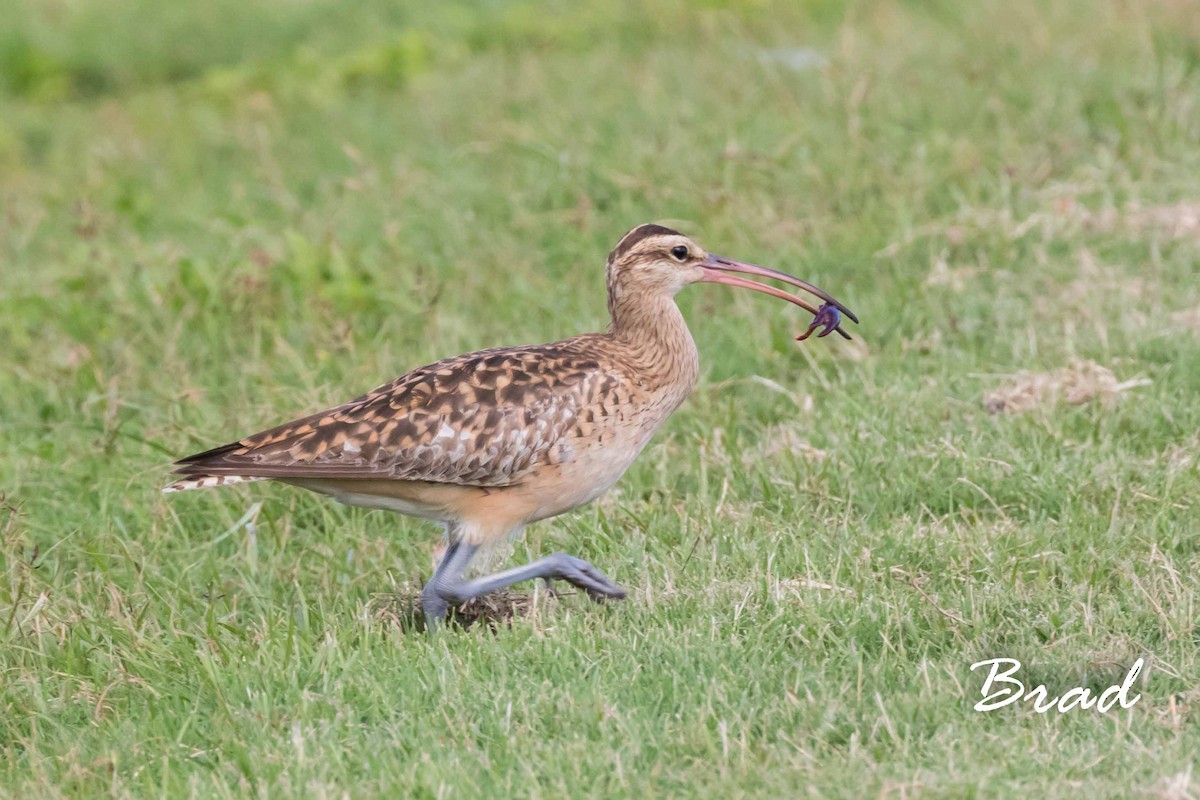 Bristle-thighed Curlew - ML78206961
