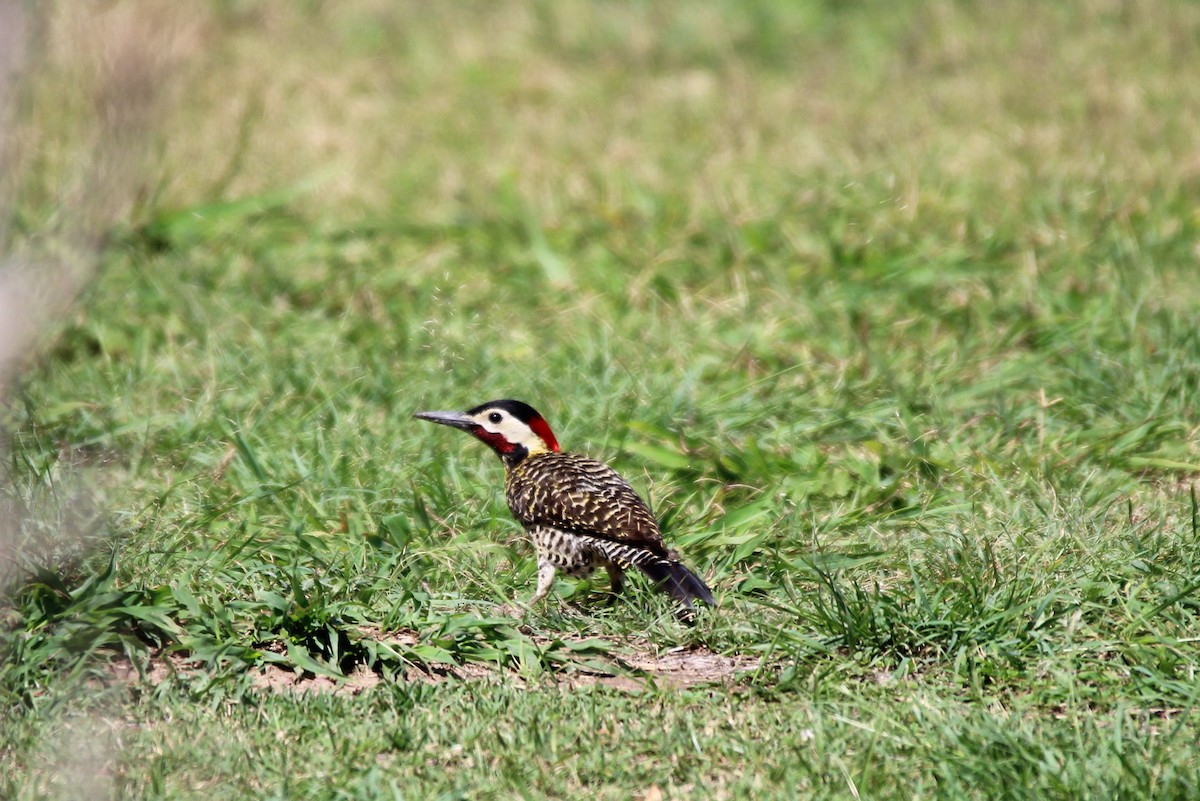 Green-barred Woodpecker - ML78207751