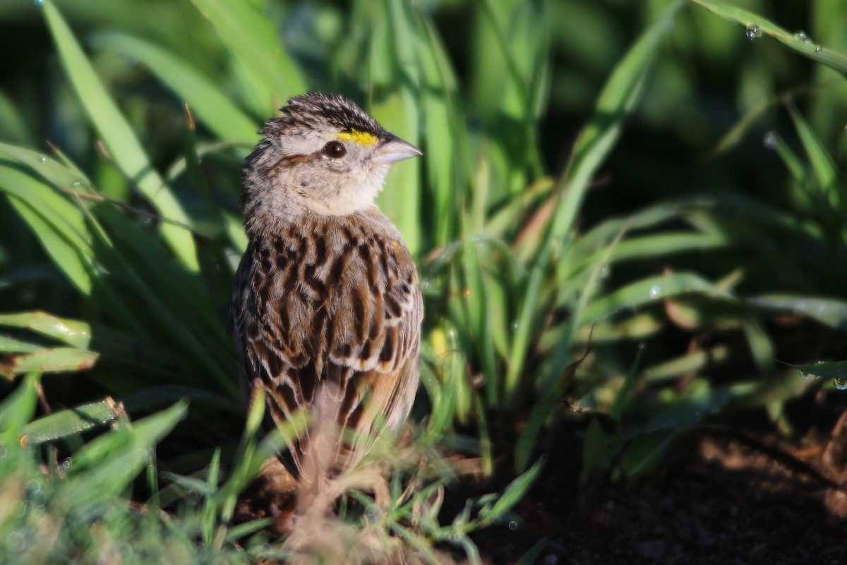 Grassland Sparrow - ML78208121