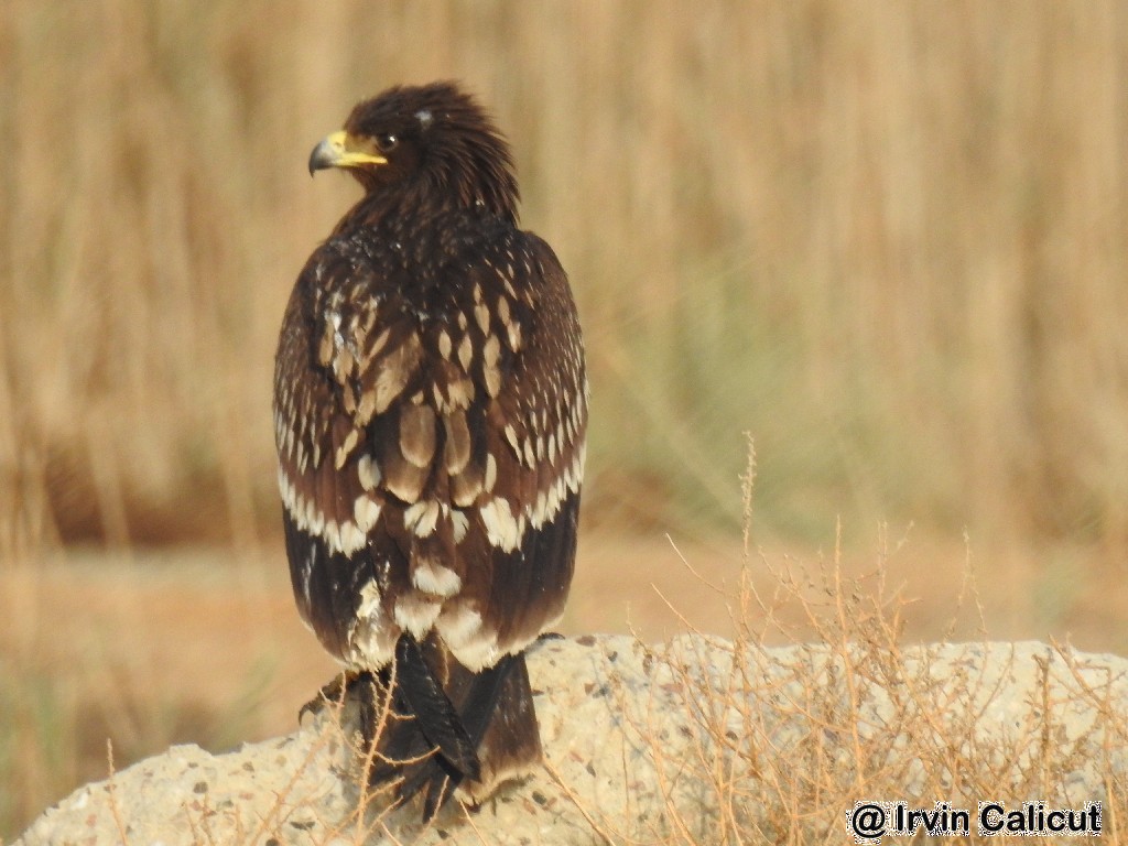 Greater Spotted Eagle - Irvin Calicut