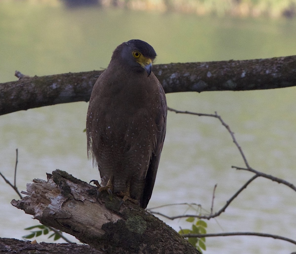 Crested Serpent-Eagle - ML78210001