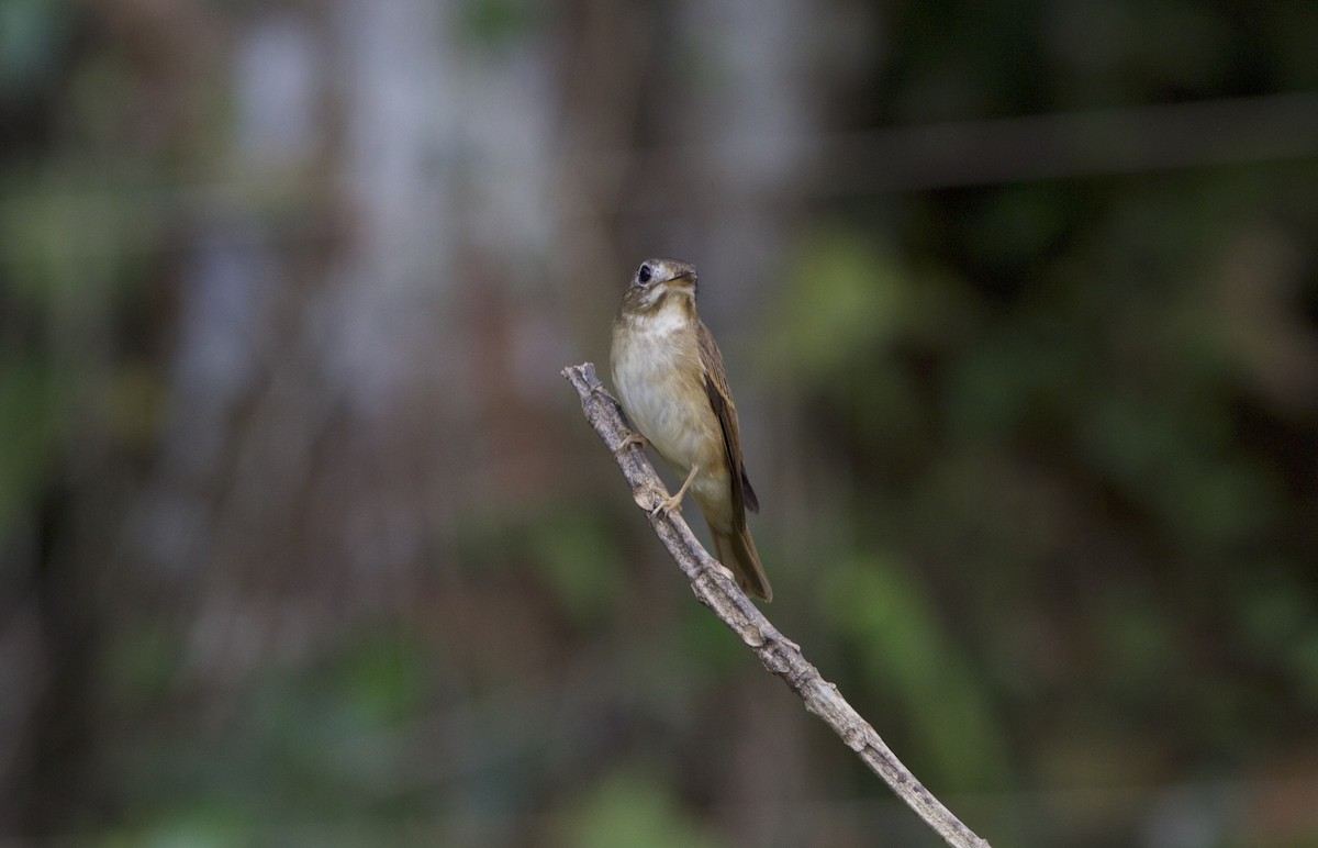 Brown-breasted Flycatcher - ML78210771
