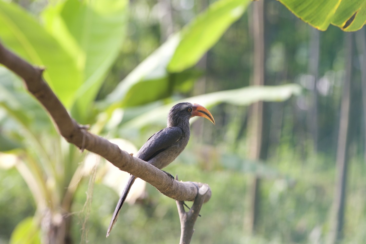 Malabar Gray Hornbill - jaya samkutty
