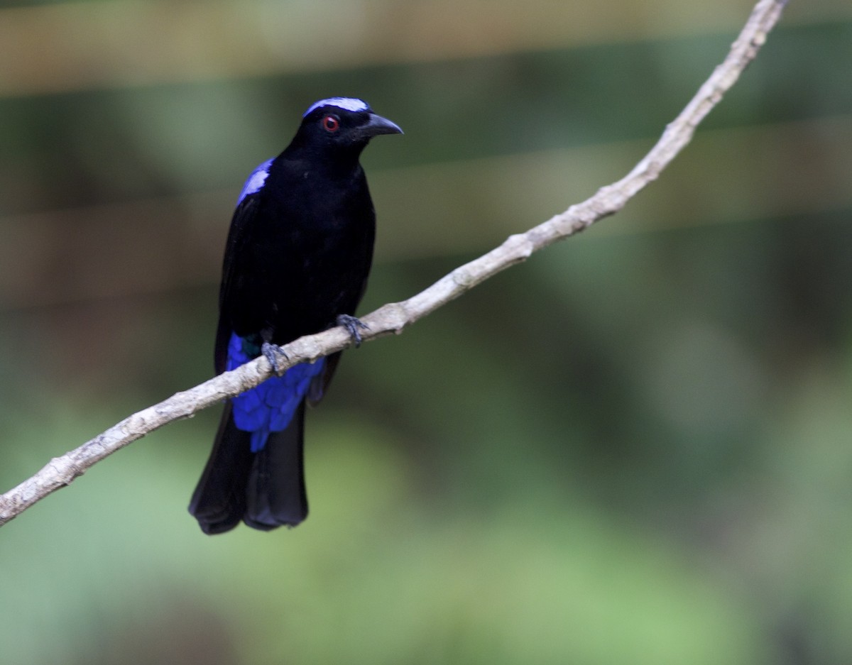 Asian Fairy-bluebird - jaya samkutty