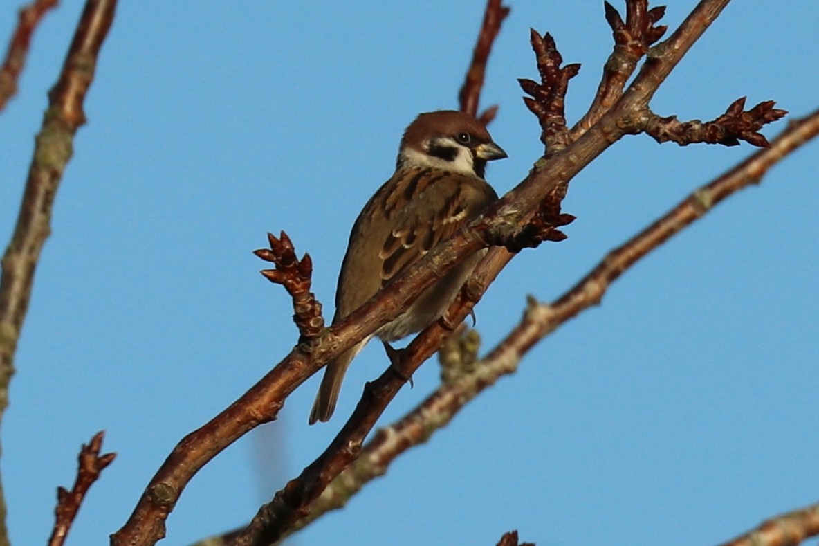 Eurasian Tree Sparrow - Bruce Kerr