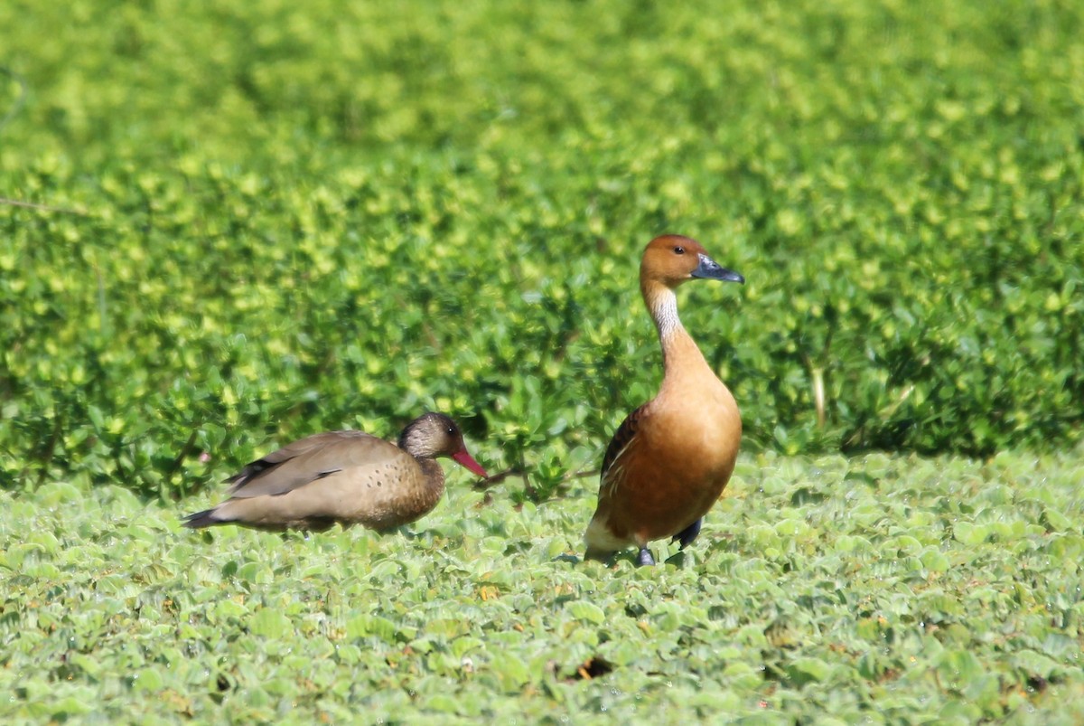 Fulvous Whistling-Duck - Michael Weymann