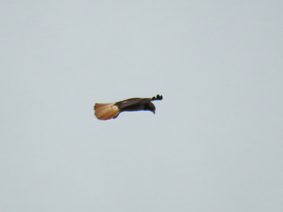 Red-tailed Hawk (kemsiesi/hadropus) - ML78215151