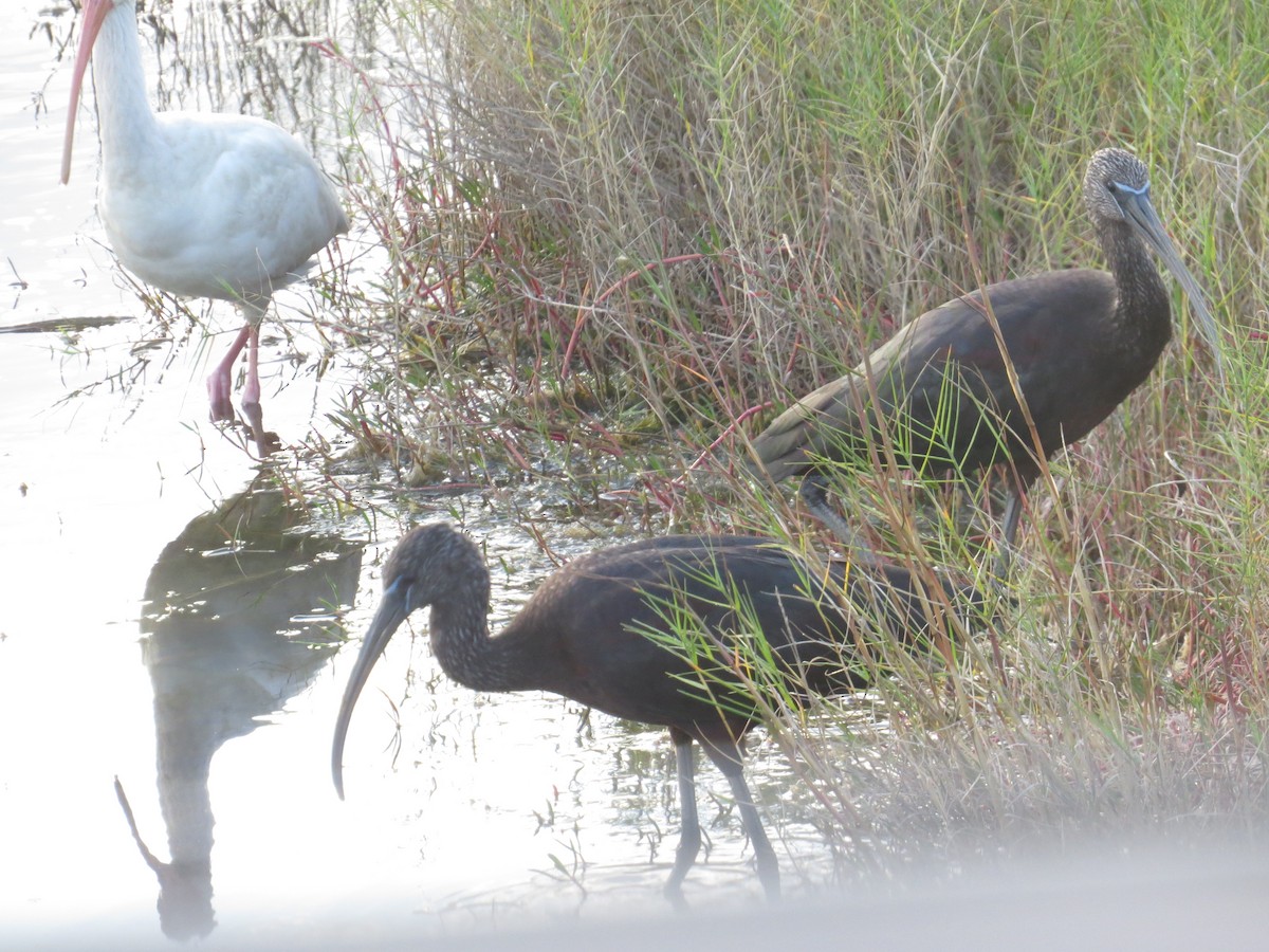 Glossy Ibis - B Griffin