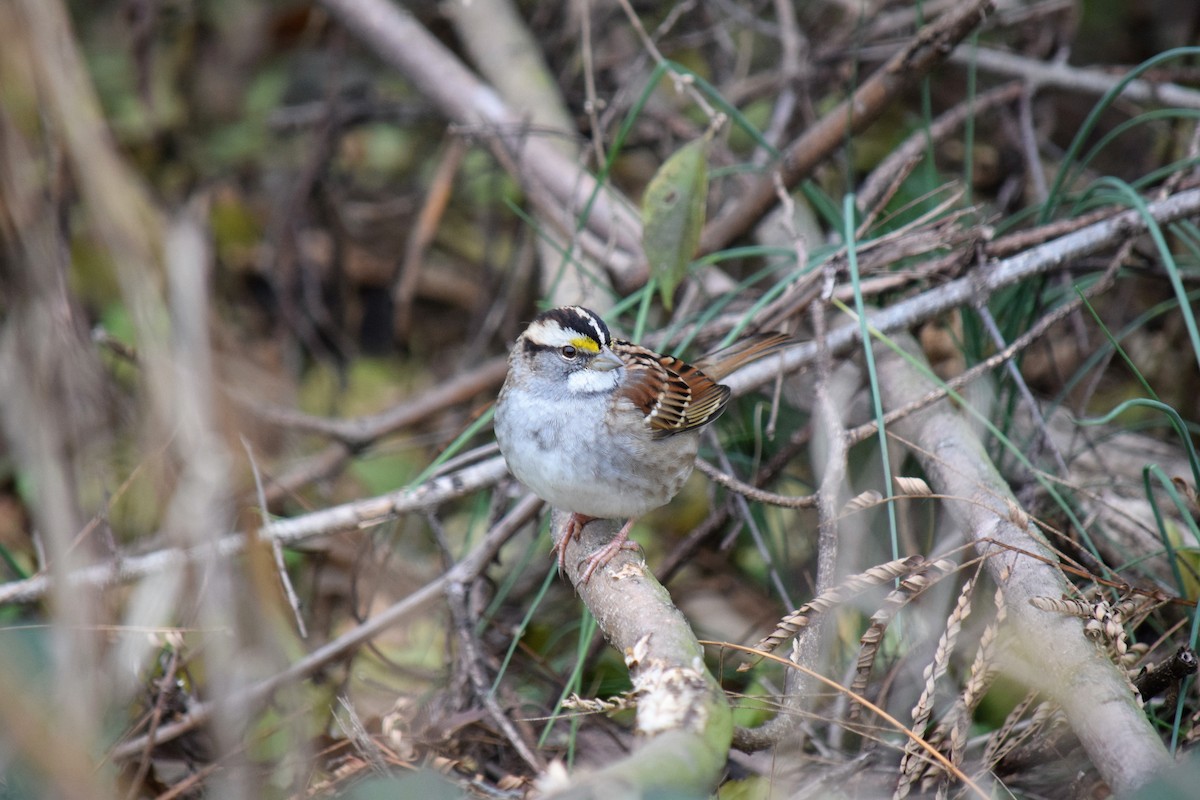 White-throated Sparrow - Mike Winck