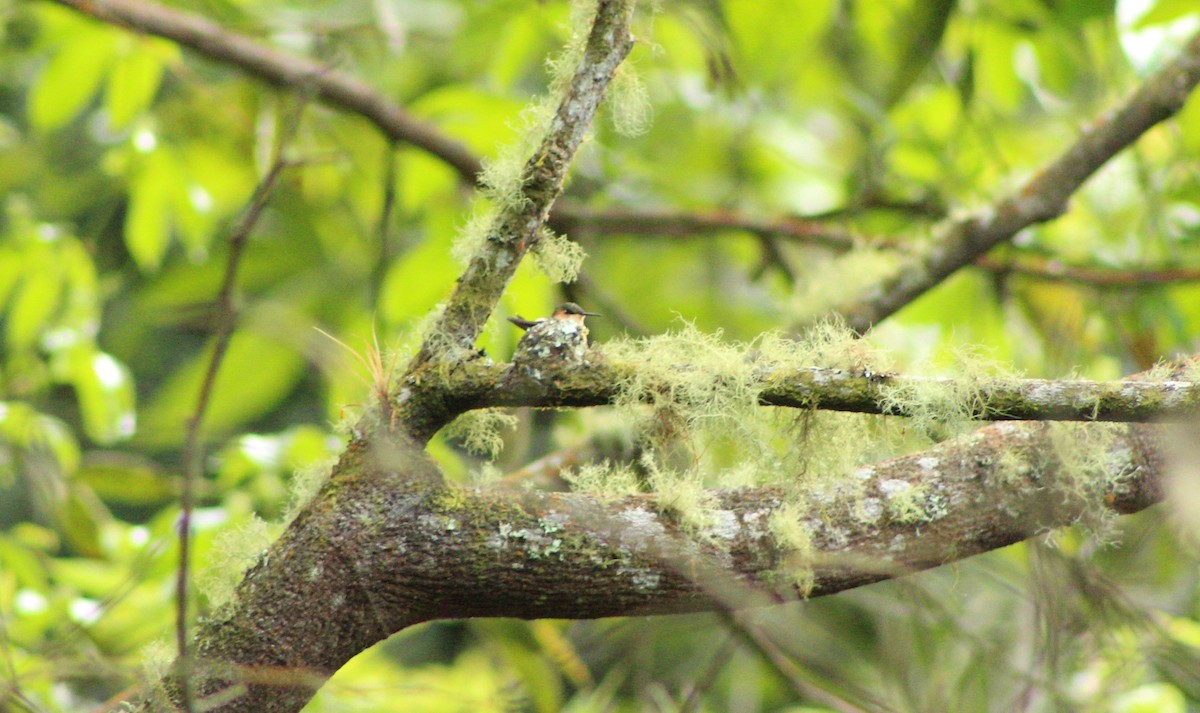 Sparkling-tailed Hummingbird - Marlon Calderon