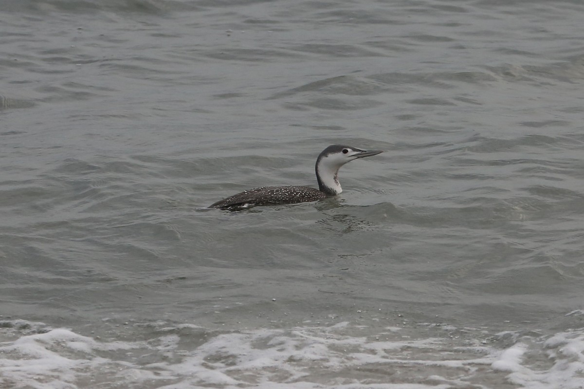 Red-throated Loon - ML78222661
