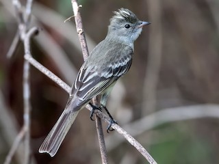  - Caribbean Elaenia