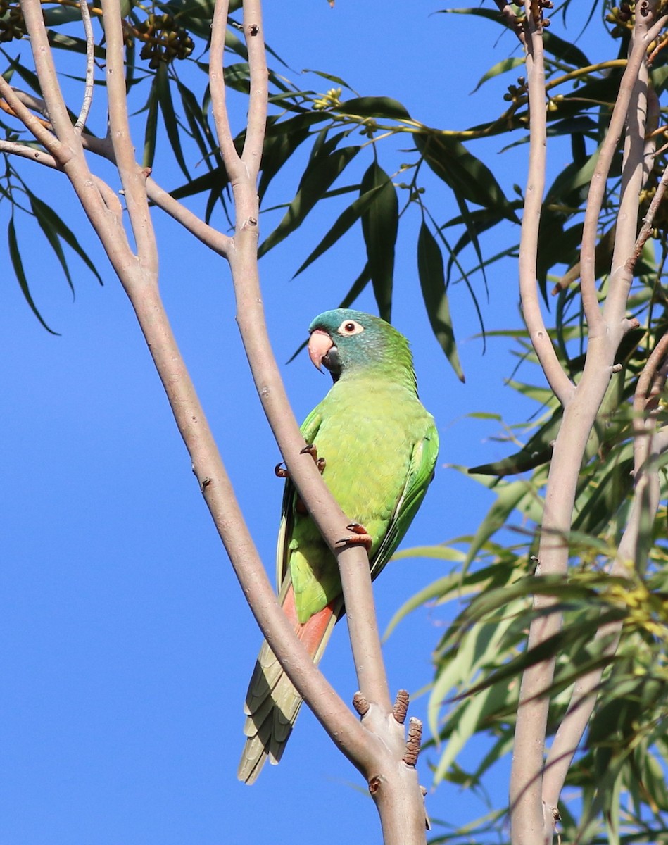 Blue-crowned Parakeet - John & Ivy  Gibbons