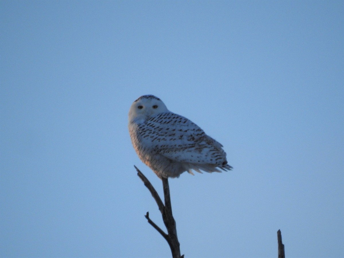 Snowy Owl - ML78227991