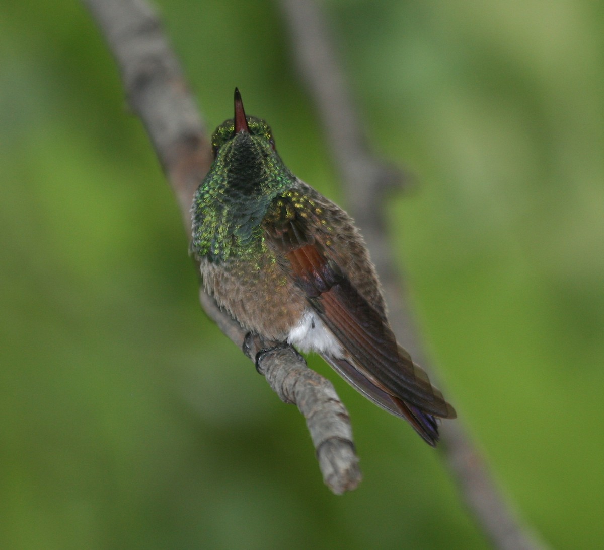 Berylline Hummingbird - David Stejskal