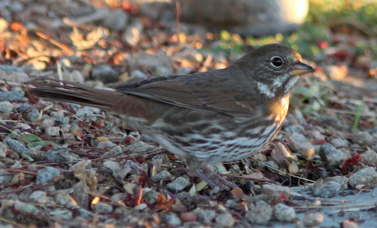 Fox Sparrow (Sooty) - ML78233451