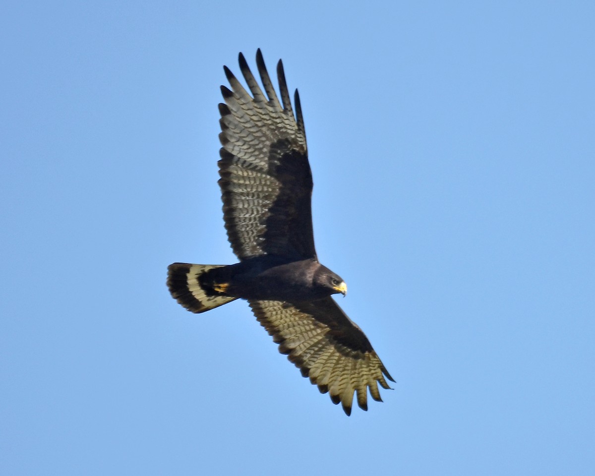 Zone-tailed Hawk - Adam Wood
