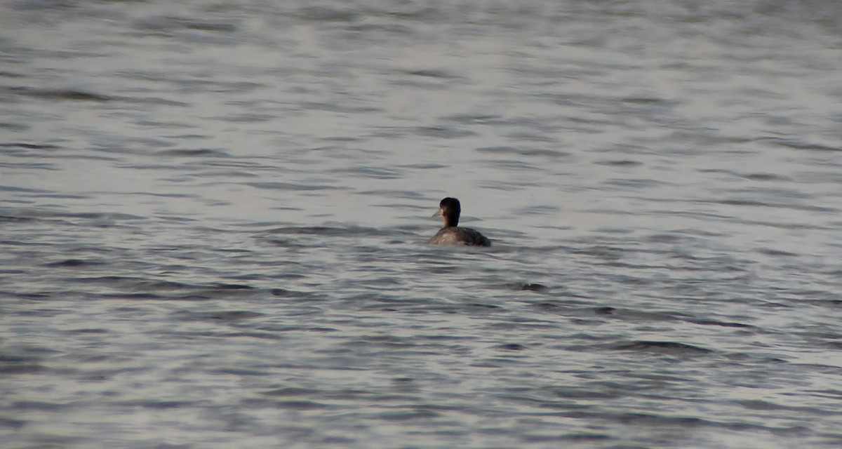 Red-necked Grebe - ML78238081