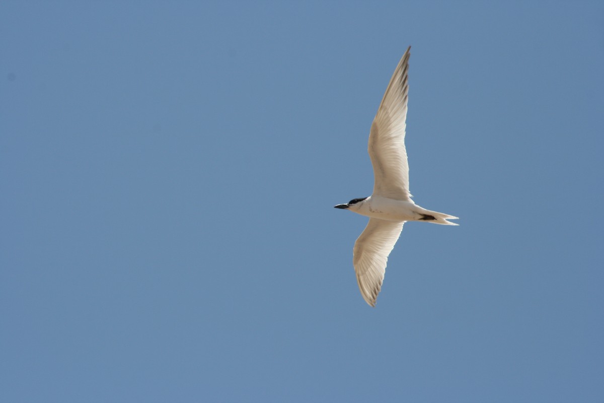 Gull-billed Tern - Kimball Garrett