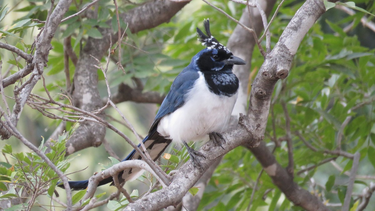 Black-throated Magpie-Jay - Chris Harbard