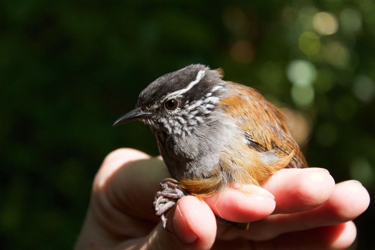 Gray-breasted Wood-Wren (Central American) - ML78242821