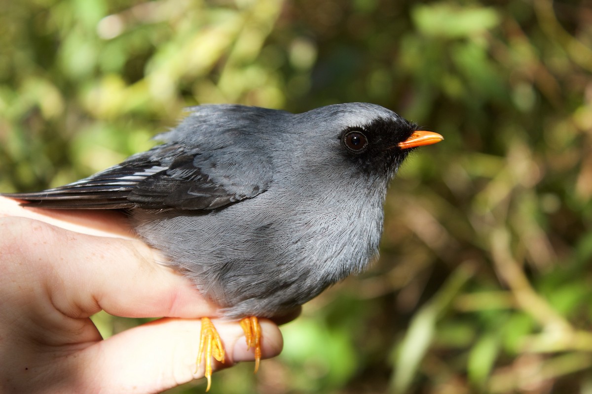 Black-faced Solitaire - ML78242881